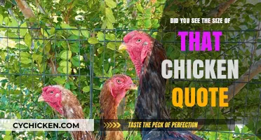 Gigantic Poultry: Witnessing the Colossal Chicken