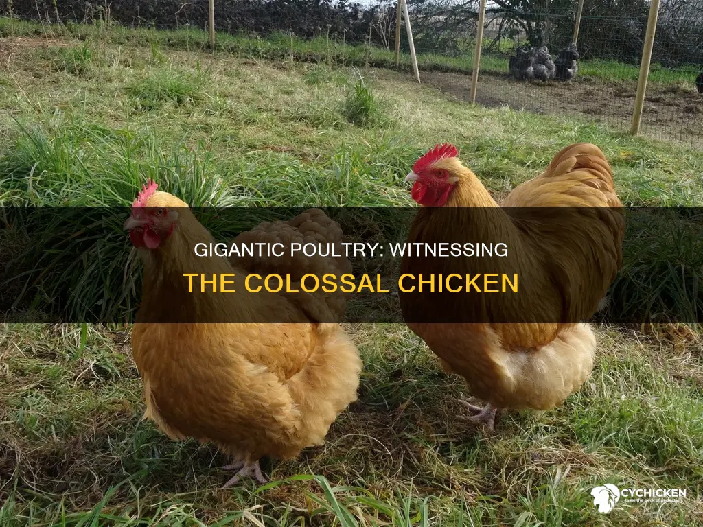 did you see the size of that chicken quote