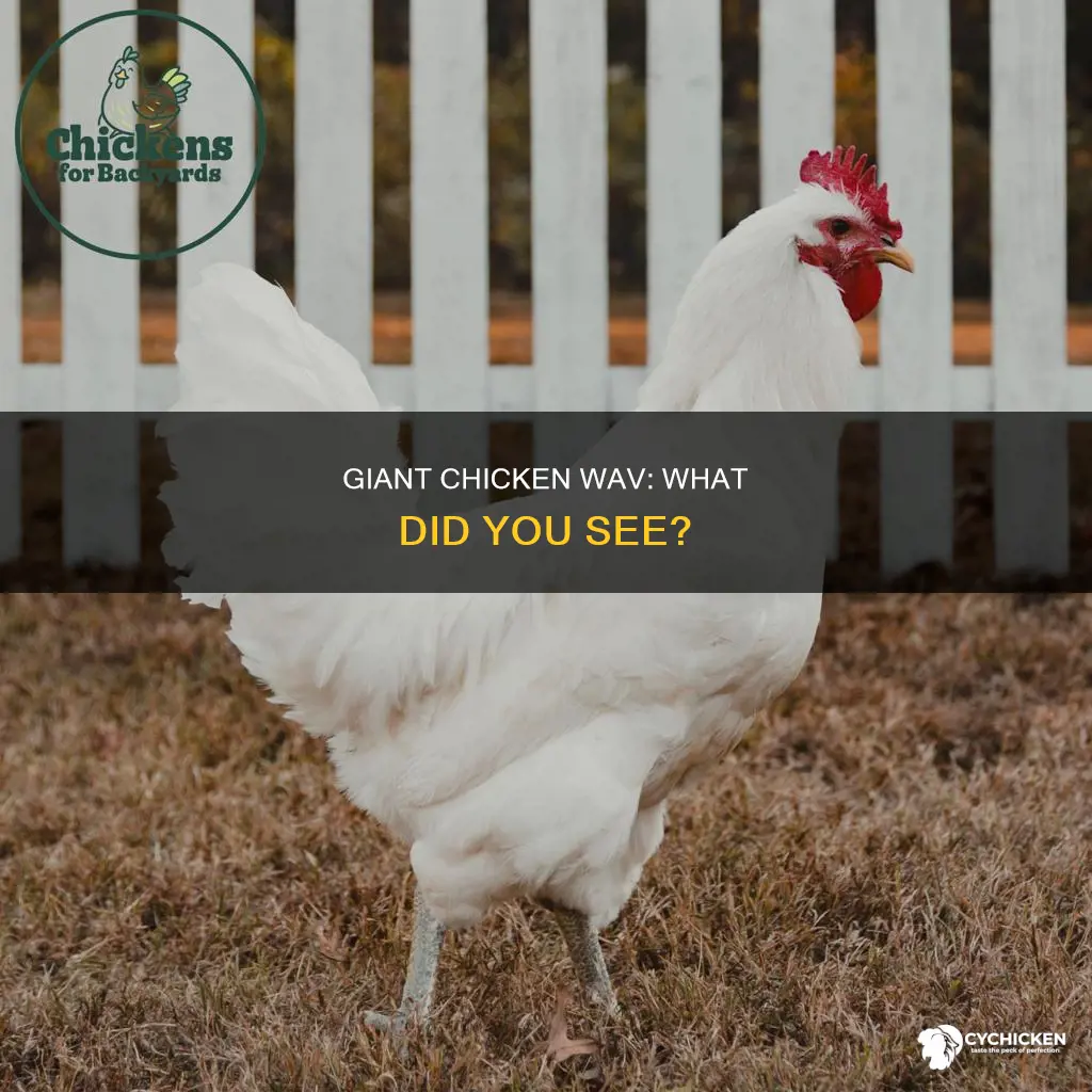 did you see the size of that chicken wav