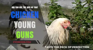 Giant Chicken Intrigues Young Guns