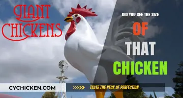 Giant Chicken Sighting: Unbelievable Size Leaves Everyone Stunned and Amazed