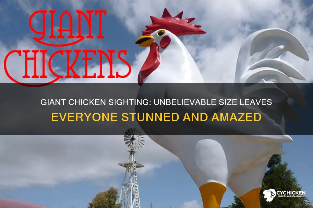 did you see the size of that chicken