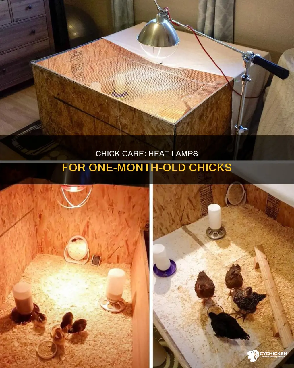do 1 month old chicks need a heat lamp