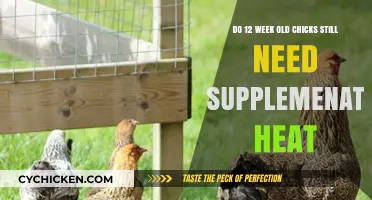 Chicks at 12 Weeks: Do They Still Need Supplemental Heat?