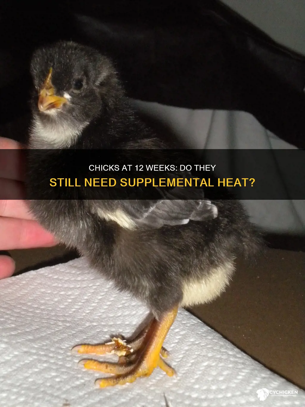 do 12 week old chicks still need supplemenatl heat