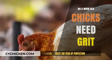 Do Baby Chicks Need Grit? Essential Care for 2-Week-Olds