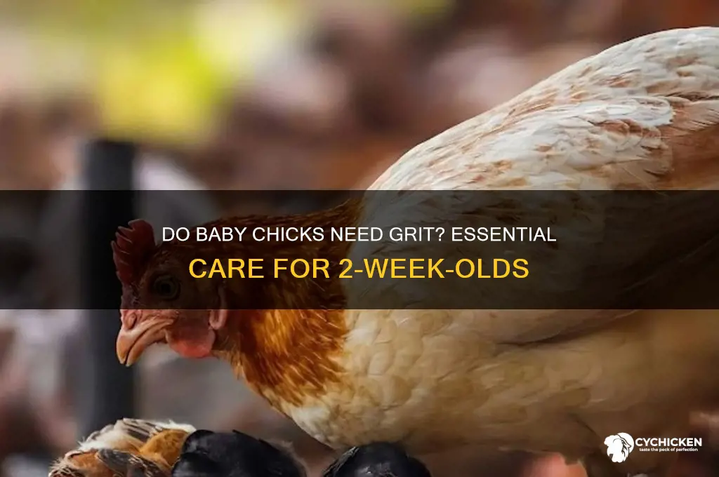 do 2 week old chicks need grit
