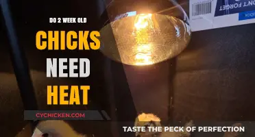Caring for Baby Chicks: Essential Heat Requirements at Two Weeks Old