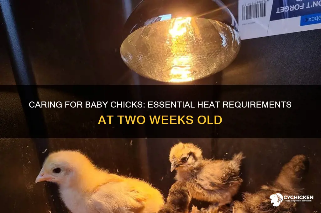 do 2 week old chicks need heat