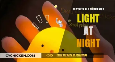 Chicks at Night: Do They Need Light?