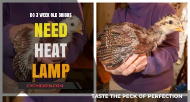 Do Baby Chicks Need Heat Lamps at 3 Weeks Old?