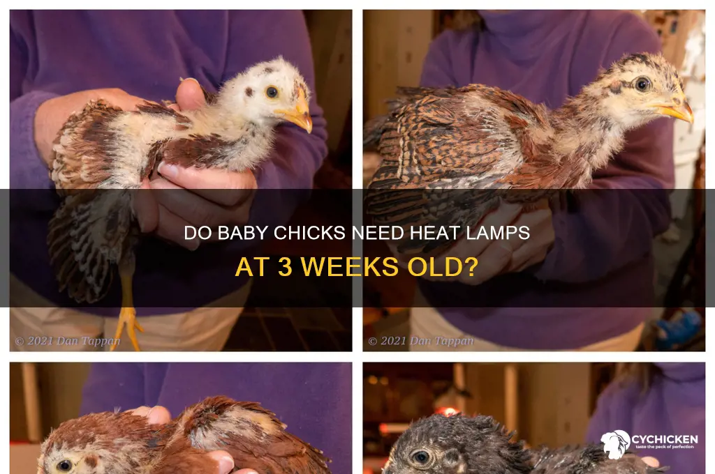 do 3 week old chicks need heat lamp