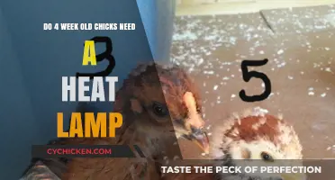 Chick Care: Heat Lamp Needed for 4-Week-Olds?