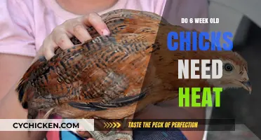 Caring for 6-Week-Old Chicks: Essential Heat Requirements Explained