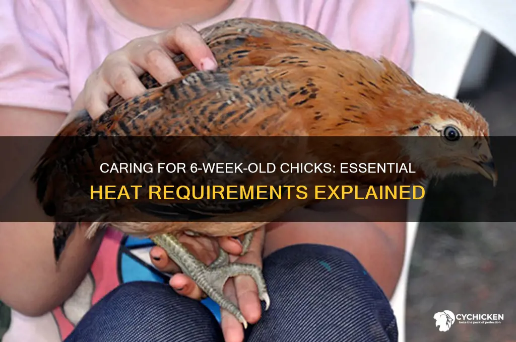 do 6 week old chicks need heat