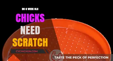 Should You Feed Scratch to Six-Week-Old Chicks? Expert Advice