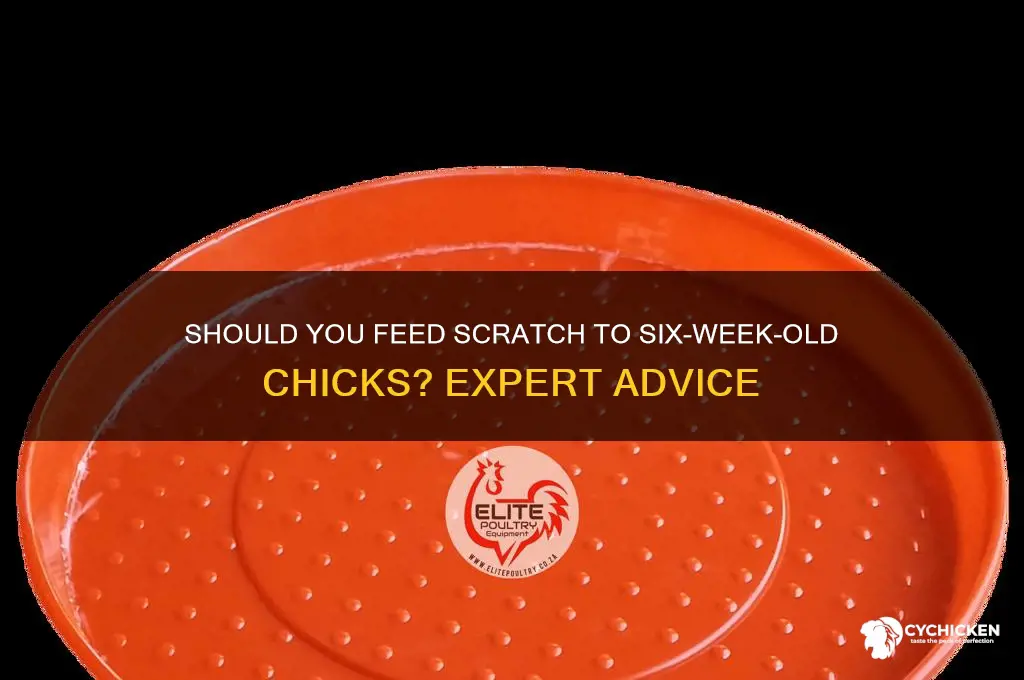 do 6 week old chicks need scratch