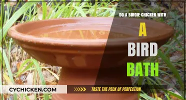 Create a Birdie Chicken Haven: DIY Bird Bath Guide