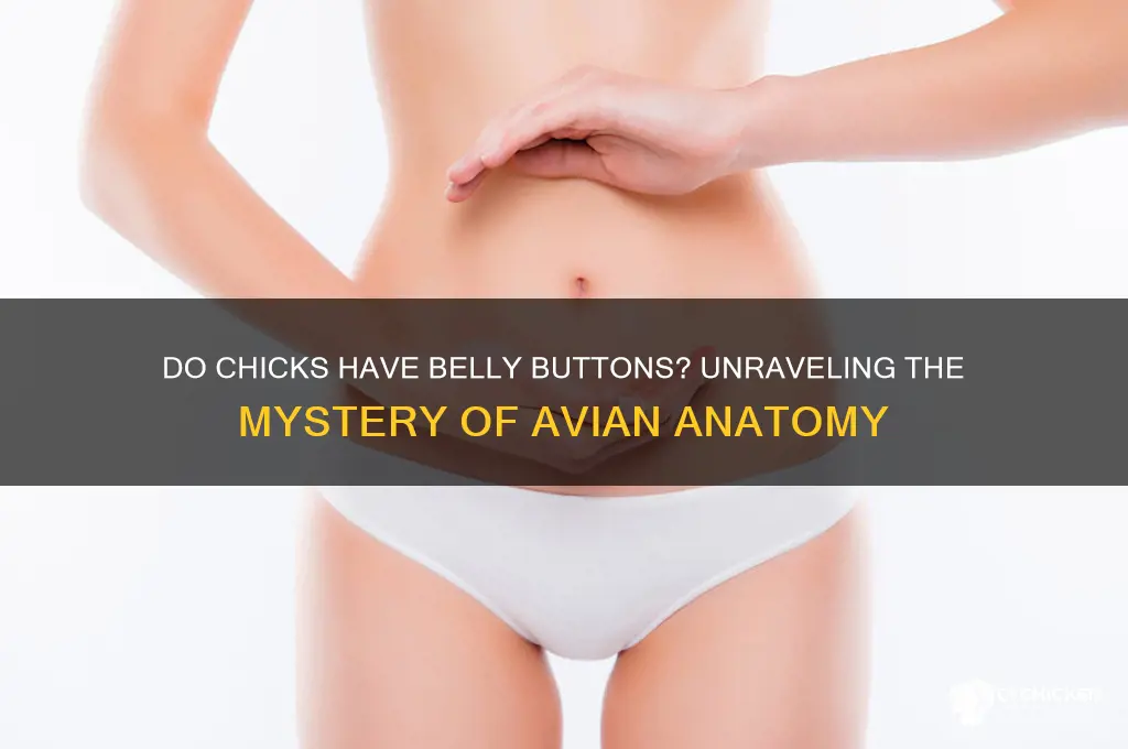 do a chick have a belly button
