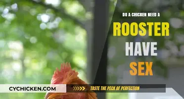 Do Chickens Need Roosters for Reproduction? The Truth Revealed