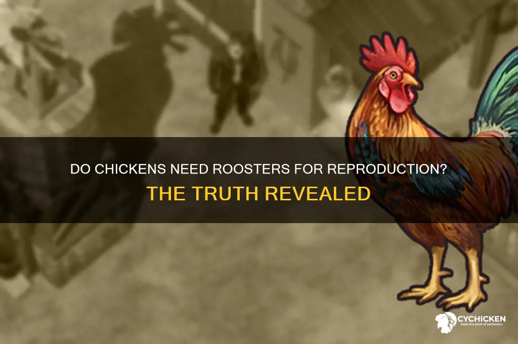 do a chicken need a rooster have sex