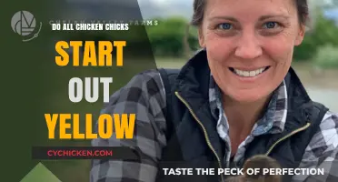 Are All Chicken Chicks Yellow? Uncovering the Truth About Chick Colors