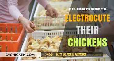 Do Chicken Processors Still Use Electrocution? The Shocking Truth