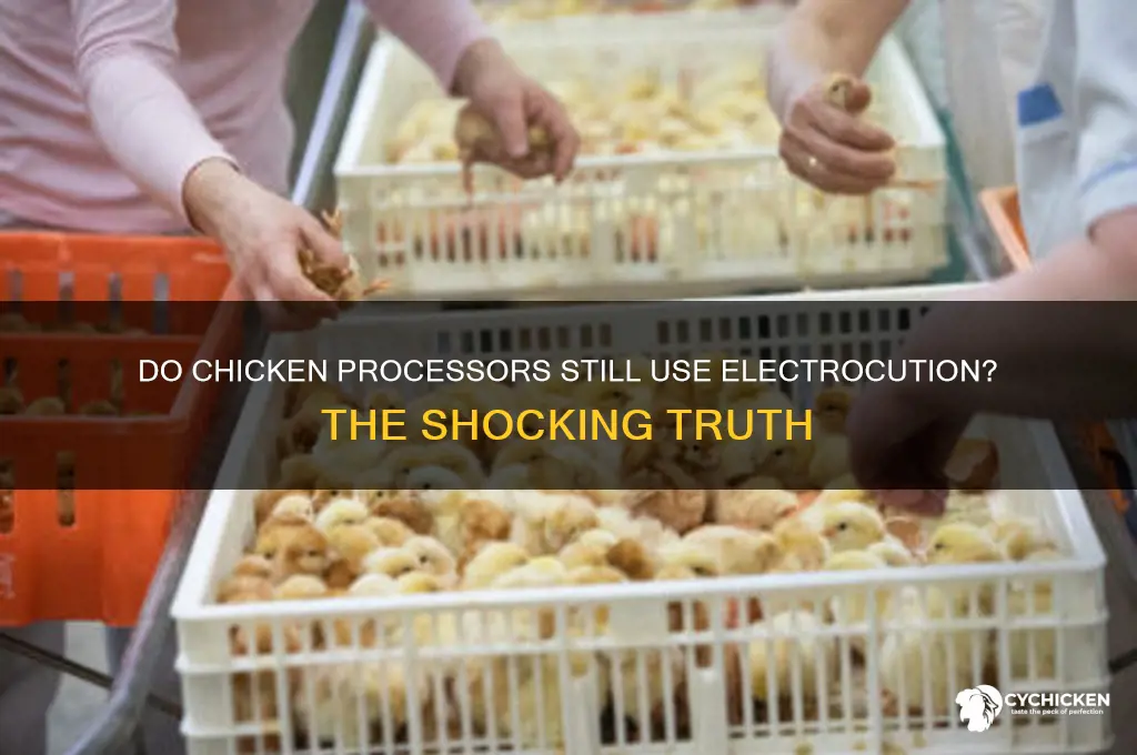 do all chicken processors still electrocute their chickens