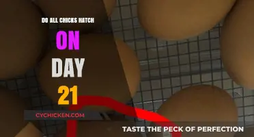 Do All Chicks Hatch on Day 21? Unraveling the Truth