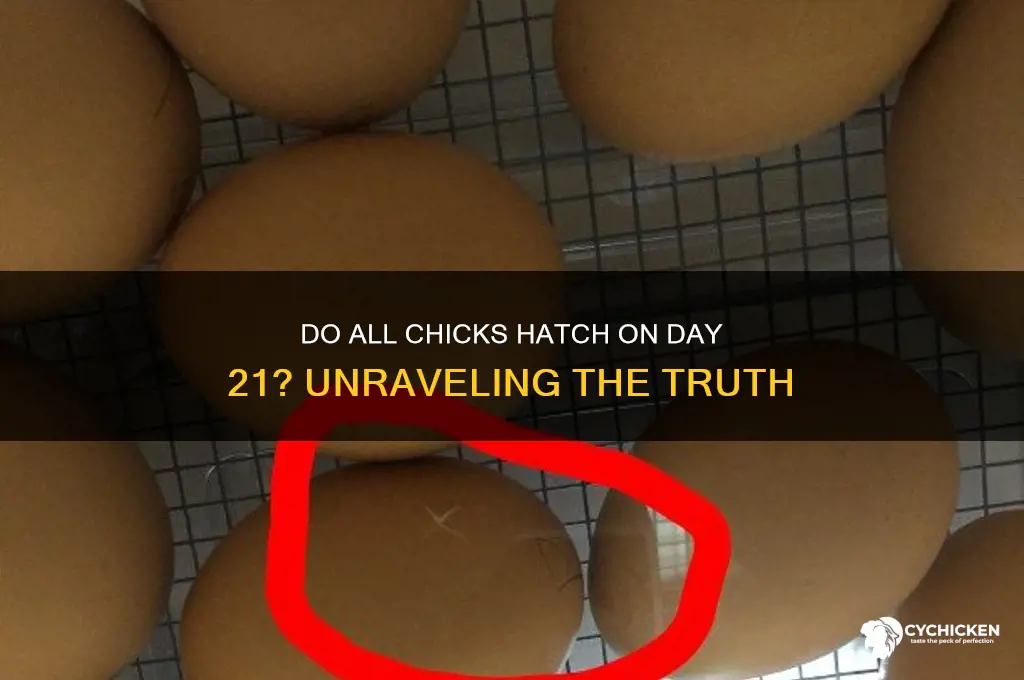 do all chicks hatch on day 21