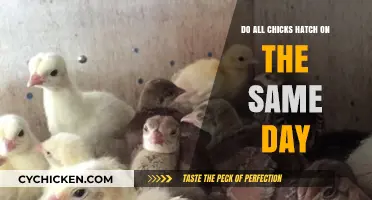 Do All Chicks Hatch Simultaneously? Unraveling the Mystery of Hatching Days