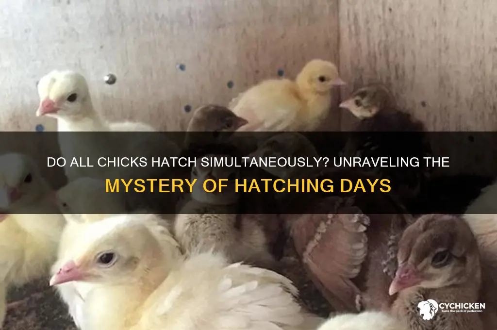 do all chicks hatch on the same day