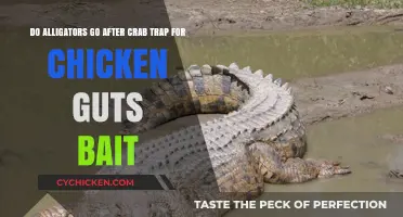 Alligators Snatching Crab Traps: Chicken Guts to Blame?