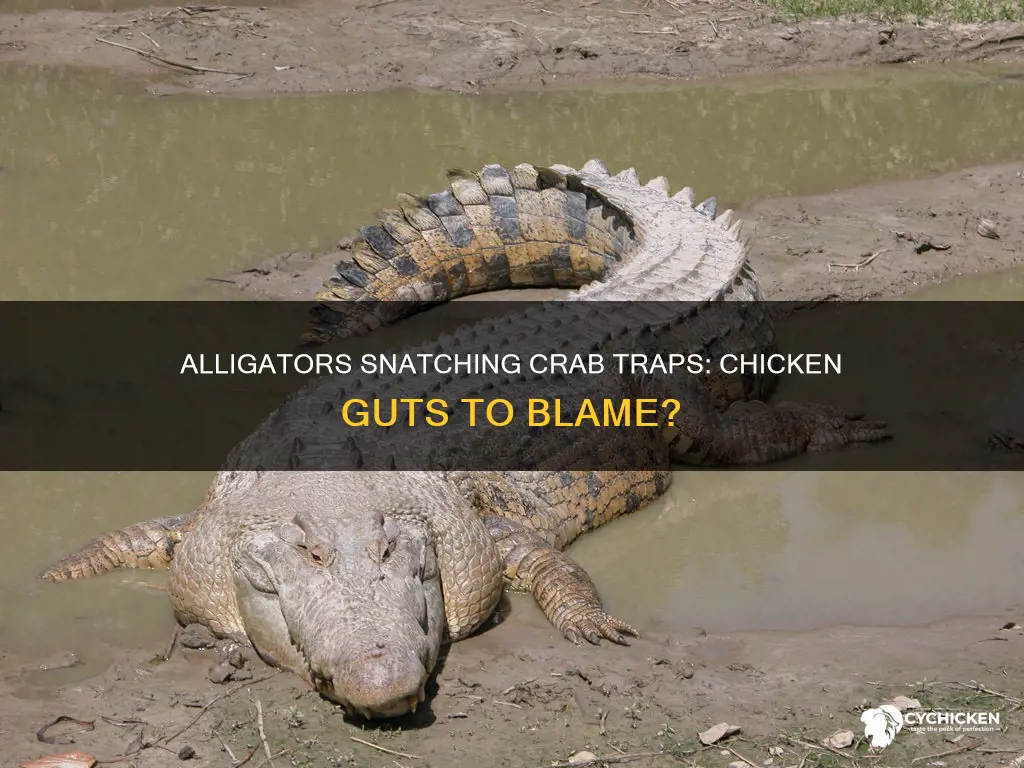 do alligators go after crab trap for chicken guts bait