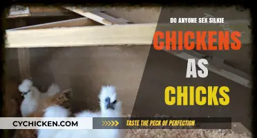 Sexing Silkie Chicks: Tips and Tricks for Accurate Identification
