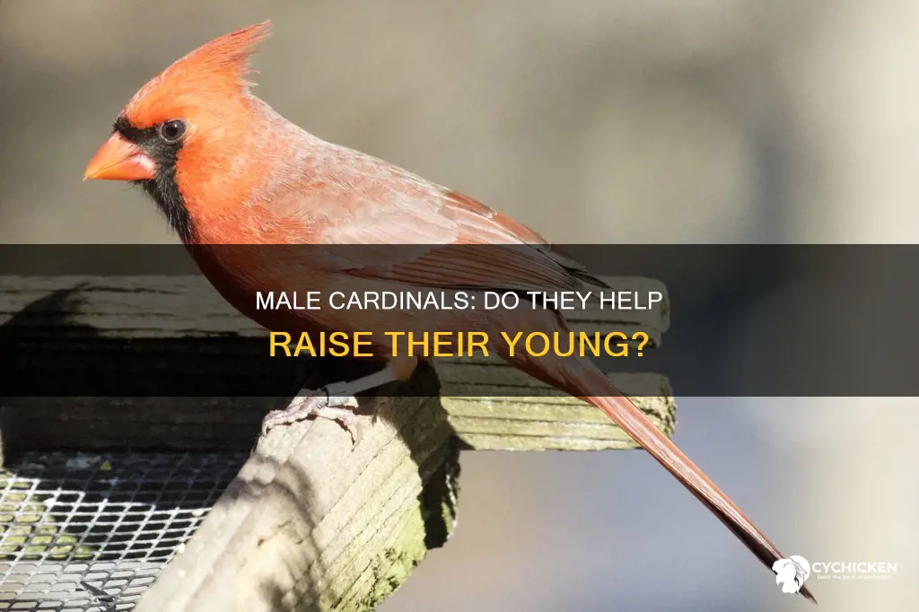 do arizona cardinale male birds help raise the chicks