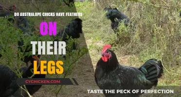 Do Australorp Chicks Have Feathers on Their Legs? Unveiling the Truth