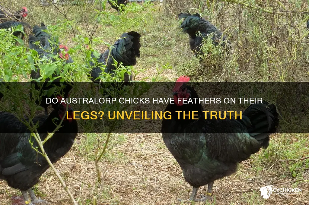 do australope chicks have feathers on their legs