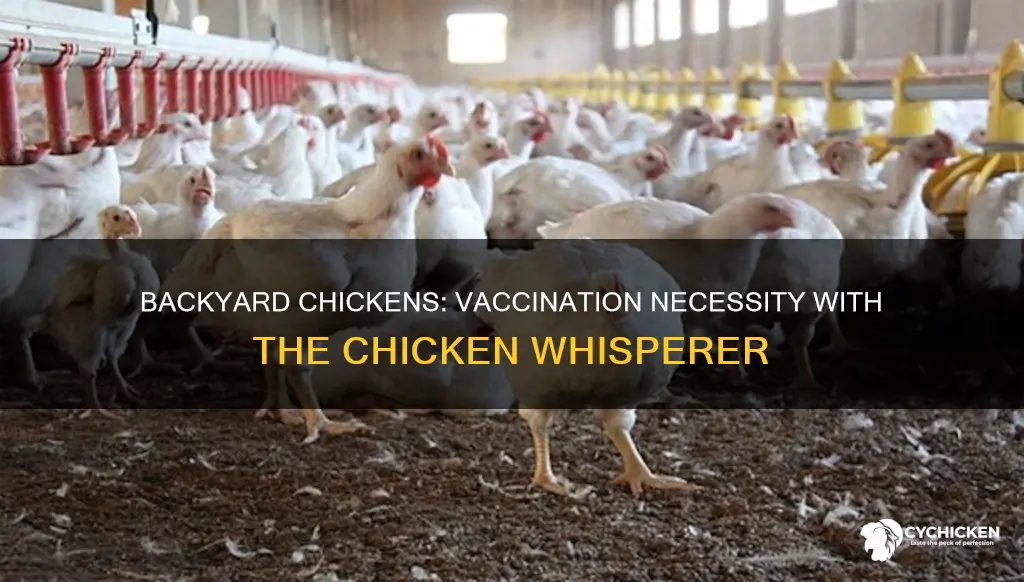 do backyard chickens need to be vaccinated the chicken whisperer