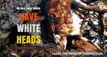 Bald Eagle Chicks: When Do Their Iconic White Heads Appear?