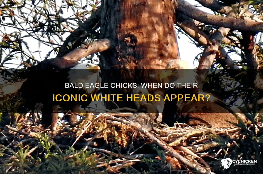 do bald eagle chicks have white heads