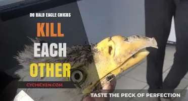 Bald Eagle Sibling Rivalry: Do Chicks Engage in Fratricide?