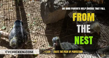 How Bird Parents React to Fallen Chicks?