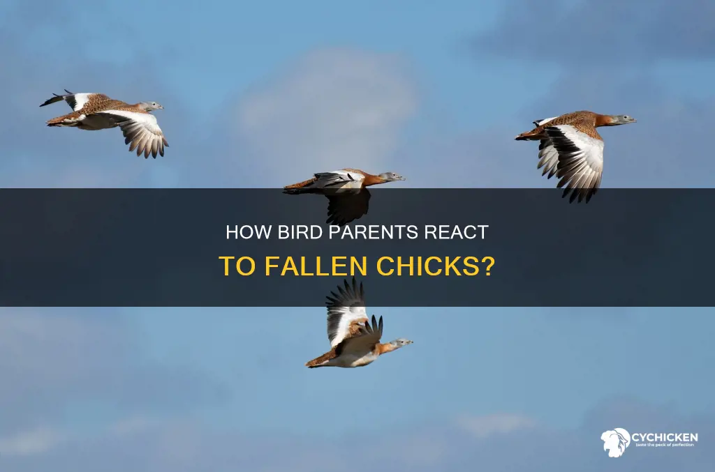 do bird parents help chicks that fall from the nest