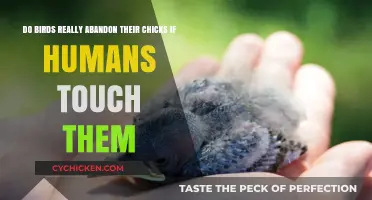 Do Humans Really Harm Birds by Touching Their Chicks?