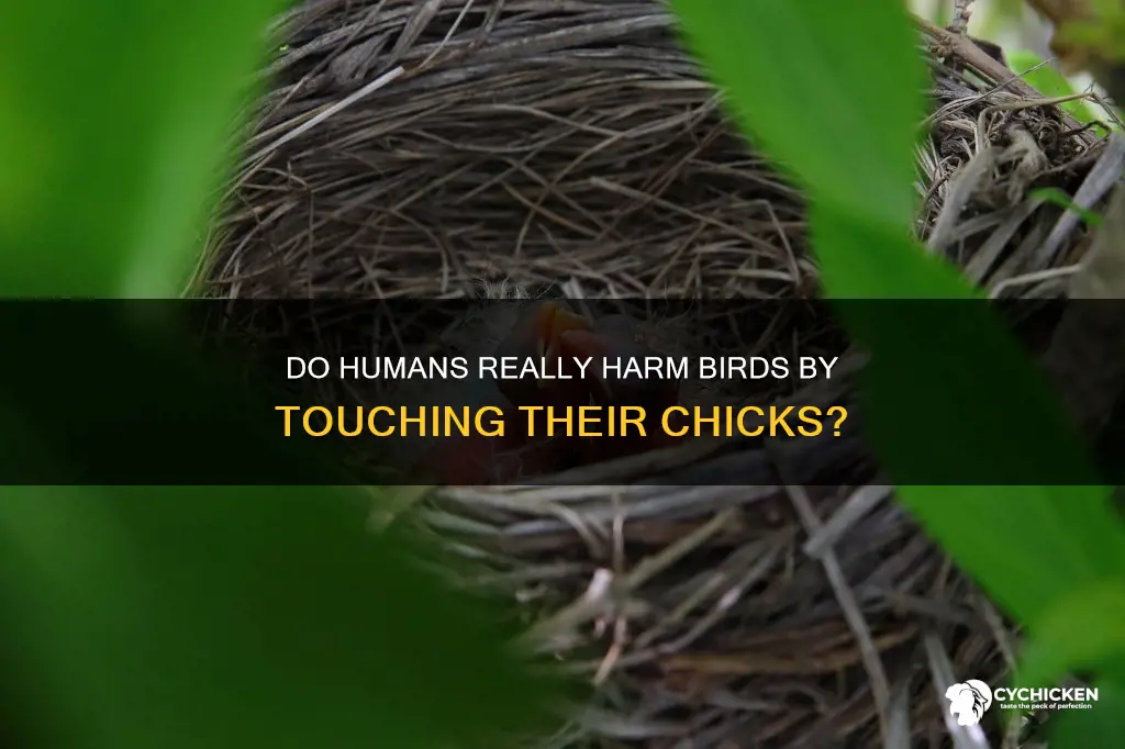 do birds really abandon their chicks if humans touch them