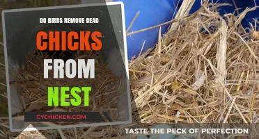Do Birds Remove Dead Chicks? Understanding Nest Cleaning Behavior