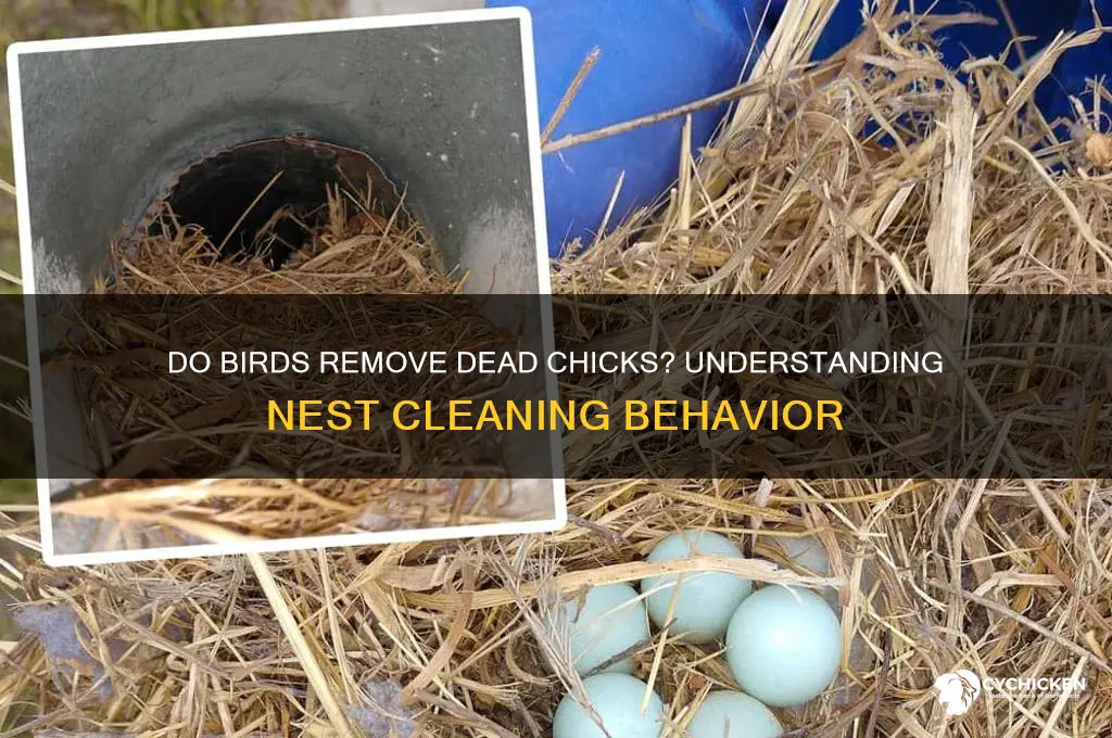 do birds remove dead chicks from nest