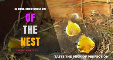 Do Birds Really Throw Chicks Out of the Nest? The Truth