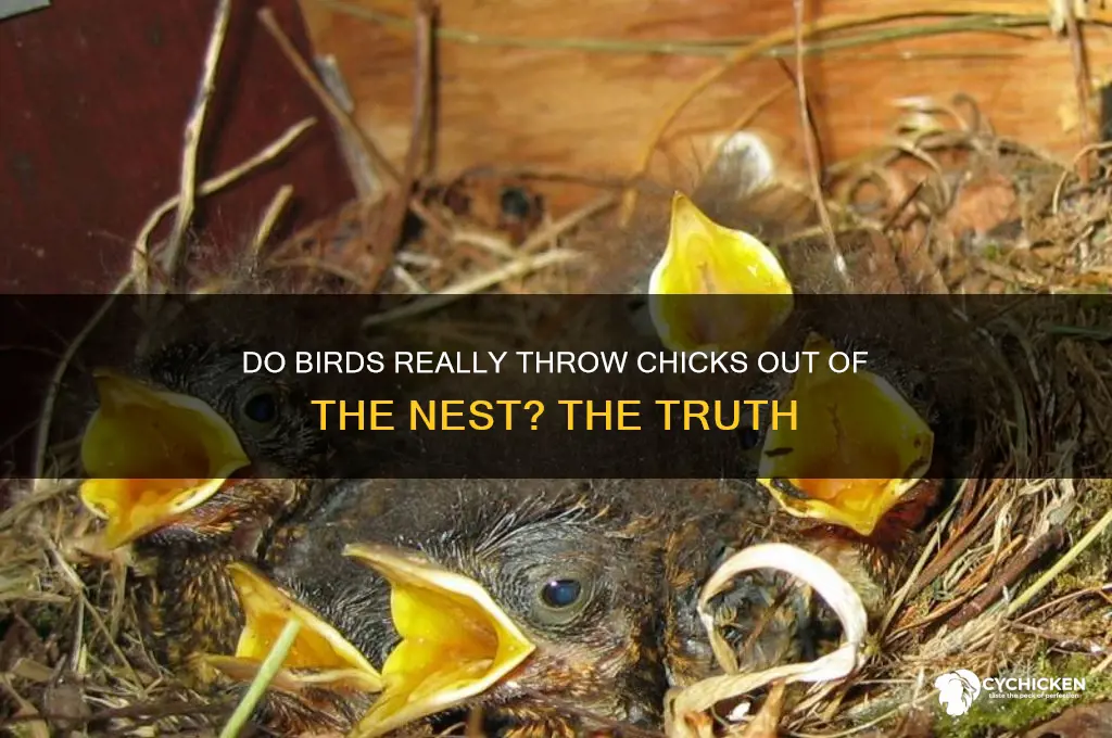 do birds throw chicks out of the nest